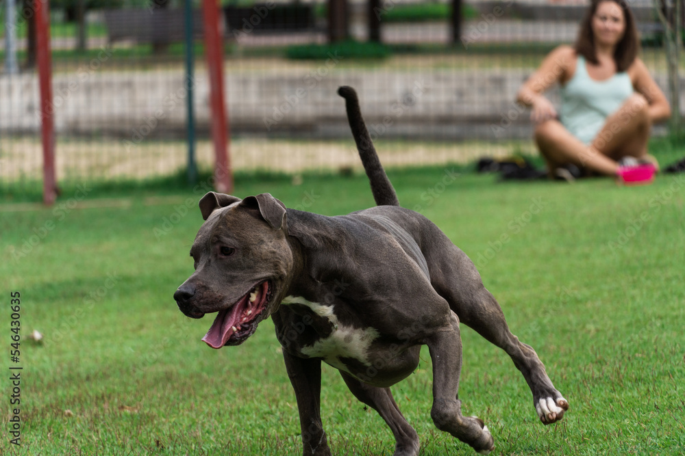 Blue nose Pit bull dog playing and having fun in the park. Grassy floor, agility ramp, ball. Selective focus. Dog park