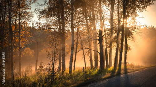 Country road in fall with sunset rays coming through the trees. © Kellee Kovalsky