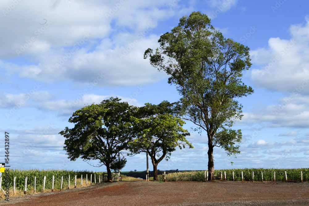 Fototapeta premium tree on the field