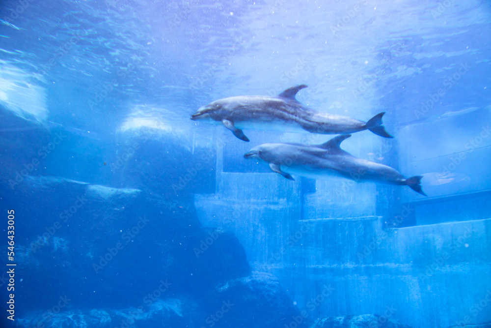 Fototapeta premium バンドウイルカの親子