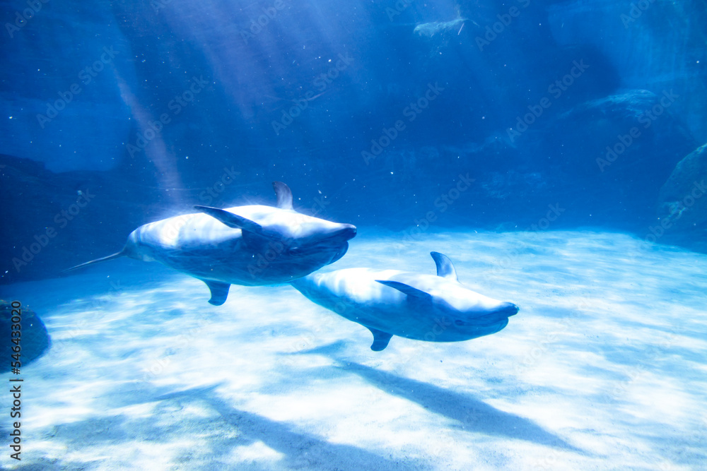 Fototapeta premium バンドウイルカの親子