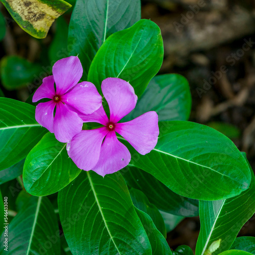 Catharanthus pink flower of a plant