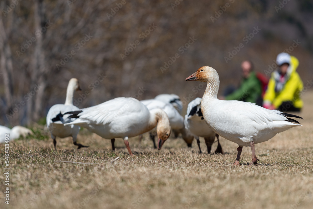 Fototapeta premium Snow goose’s during migration in the Cap Tourmente National Wildlife Area (Quebec, Canada)