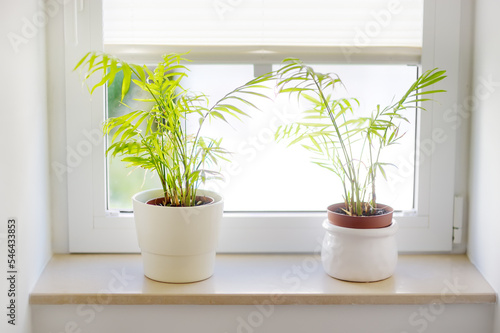 Home plants hamedorea or Areca palm in white pots on the windowsill. Home plants care. Houseplants in design of interiors.