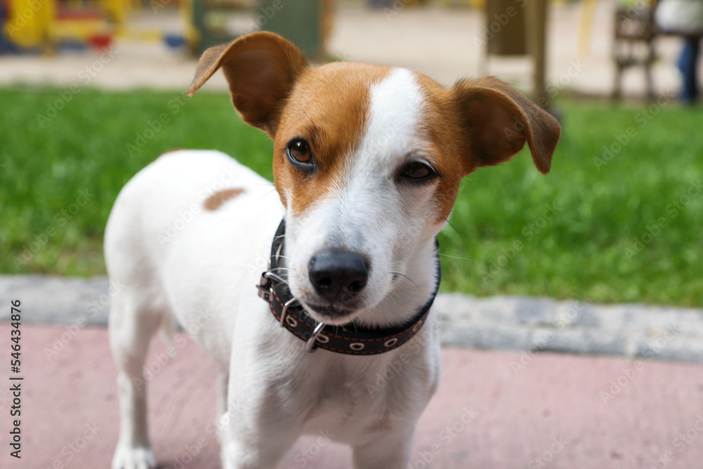 Beautiful Jack Russell Terrier in black leather dog collar outdoors