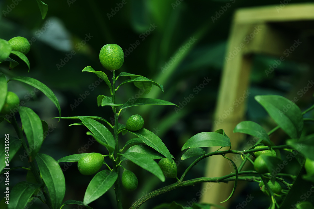 Unripe citruses growing on tree outdoors, closeup Unripe citruses growing on tree outdoors, closeup