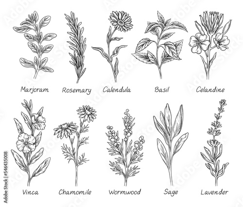Sketch set of herbs and spices. Hand drawn field plant. Basil, rosemary, calendula, chamomile and lavender. Design elements for engraving. Cartoon linear vector collection isolated on white background photo