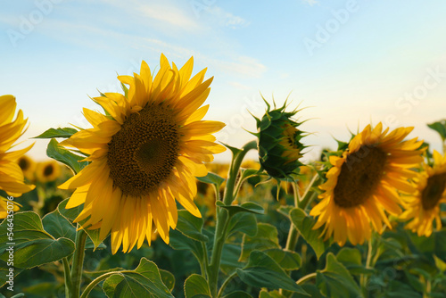 Fototapeta Naklejka Na Ścianę i Meble -  Beautiful blooming sunflower in field on summer day