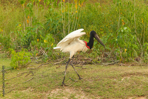 
bird of the brazilian pantanal tuiuiú photo