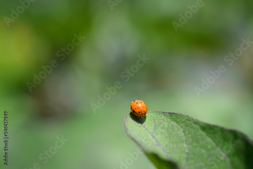 한여름 가지 나뭇잎위에 앉아 있는 무당벌레