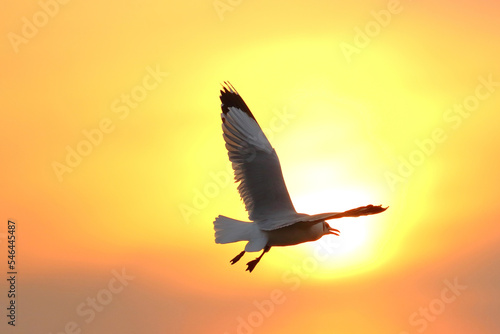 Beautiful Seagull flying in the sky during sunset.