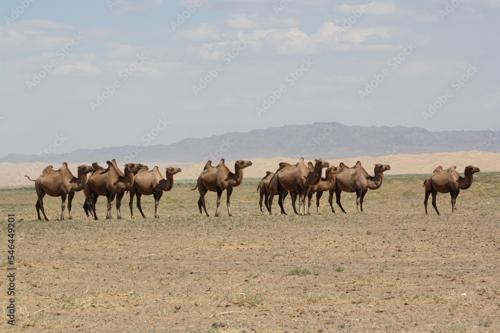 Herd of bactrian camels in the dry Gobi Desert, Umnugovi region in ...