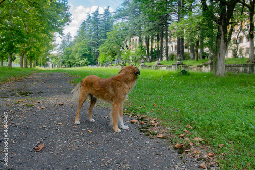 Fototapeta Naklejka Na Ścianę i Meble -  the red dog is standing on the path