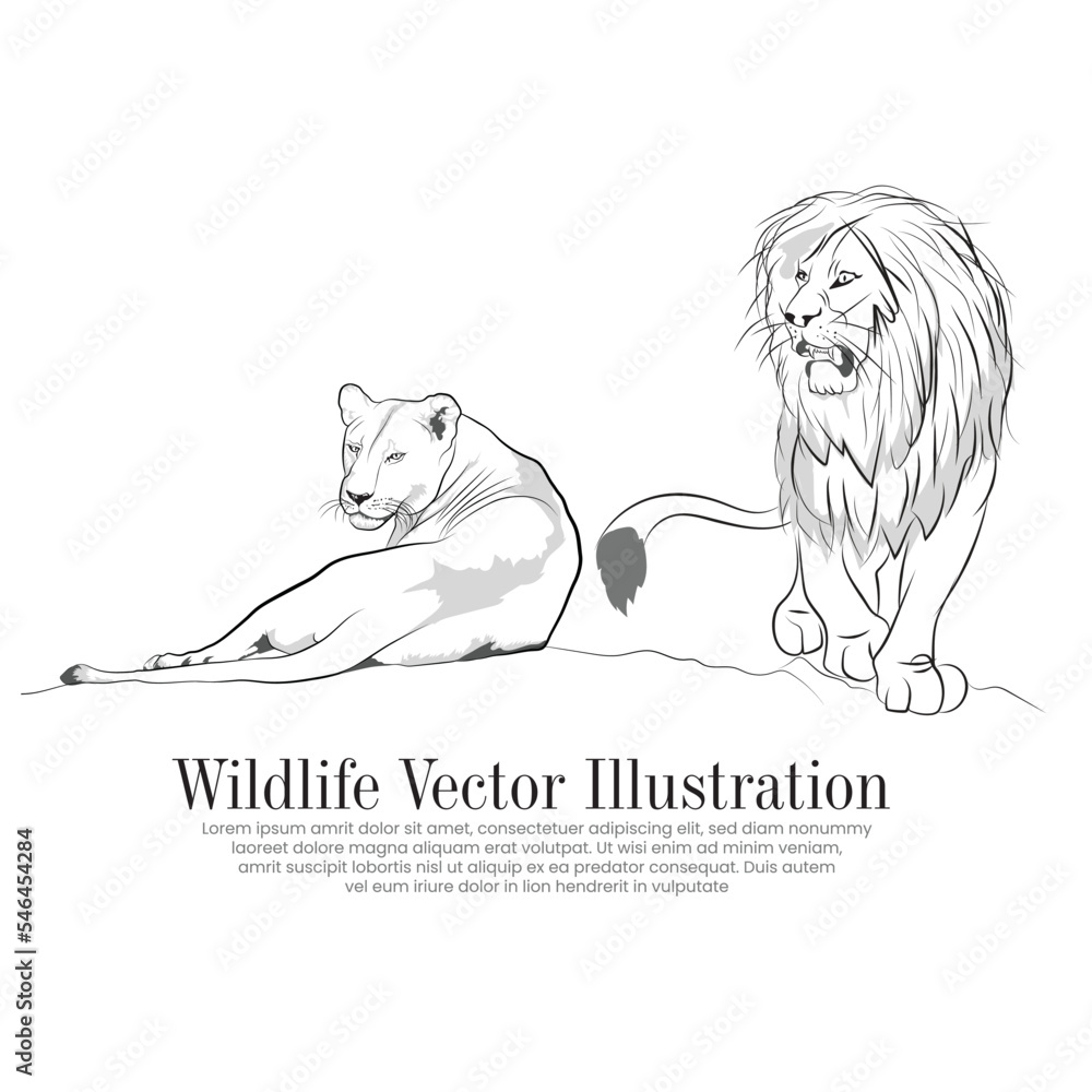 lion-and-lioness-line-art-stock-vector-adobe-stock