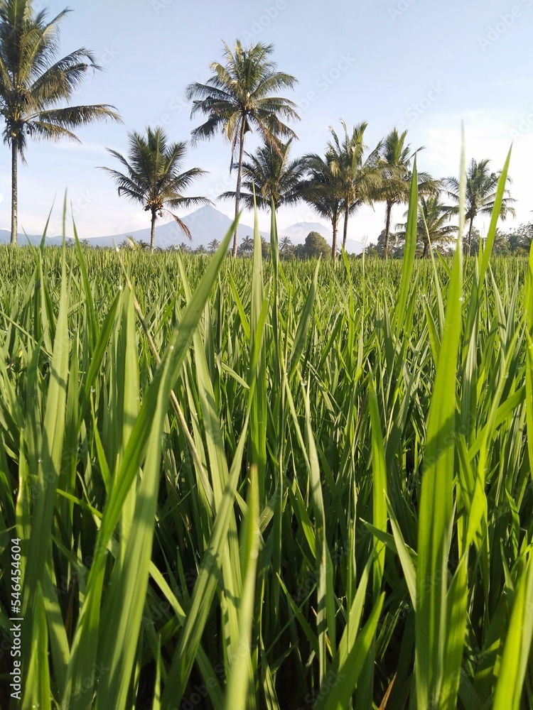 field of corn field of corn