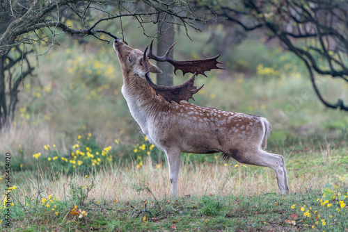 Male Fallow deer  Dama dama  in rutting season in  the forest of Amsterdamse Waterleidingduinen in the Netherlands. Forest in the background. Wildlife in autumn.                                       