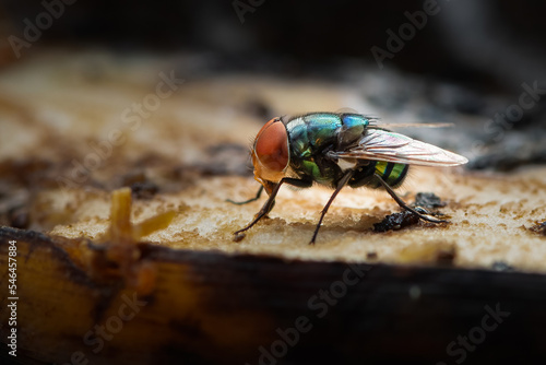 Green housefly using its labellum to suck banana meat