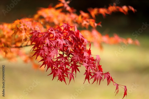 紅葉