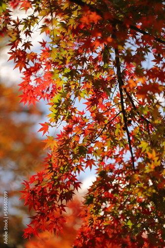 紅葉
