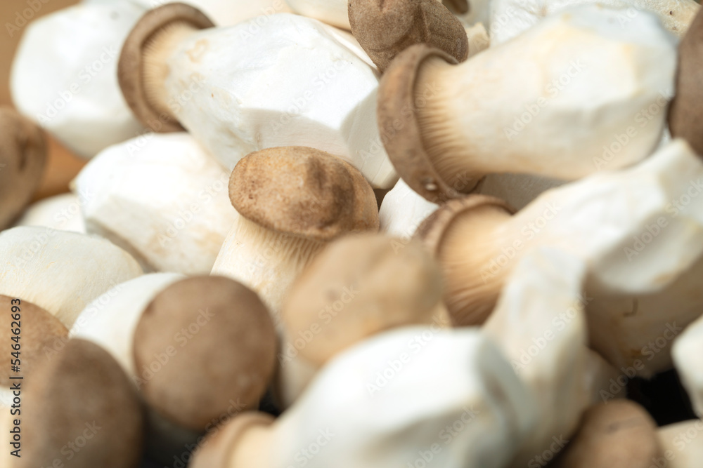 Forest mushrooms in the forest on a natural background. Closeup photo Forest mushrooms in the forest on a natural background. Closeup photo