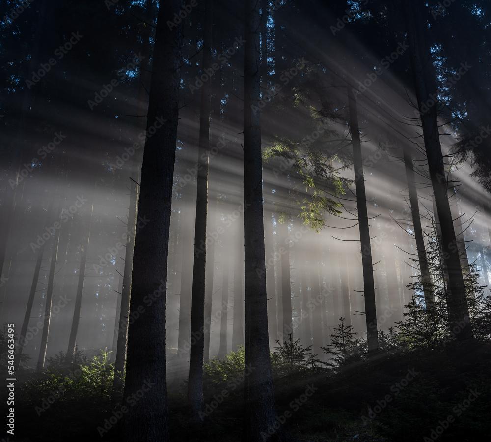 Sun rays passing through the pine forest. Sunbeams at Sunrise.