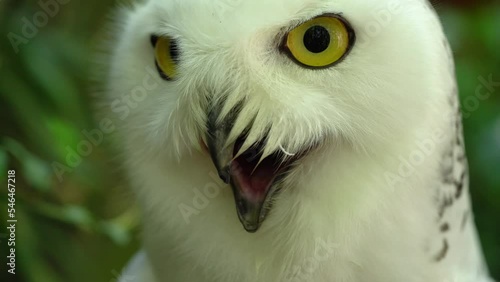 Snowy Harfang Owl (Bubo Scandiacus or Nyctea Scandiaca), yellow-eyed, black-beaked white bird. Heavy Breathing - Close Up photo