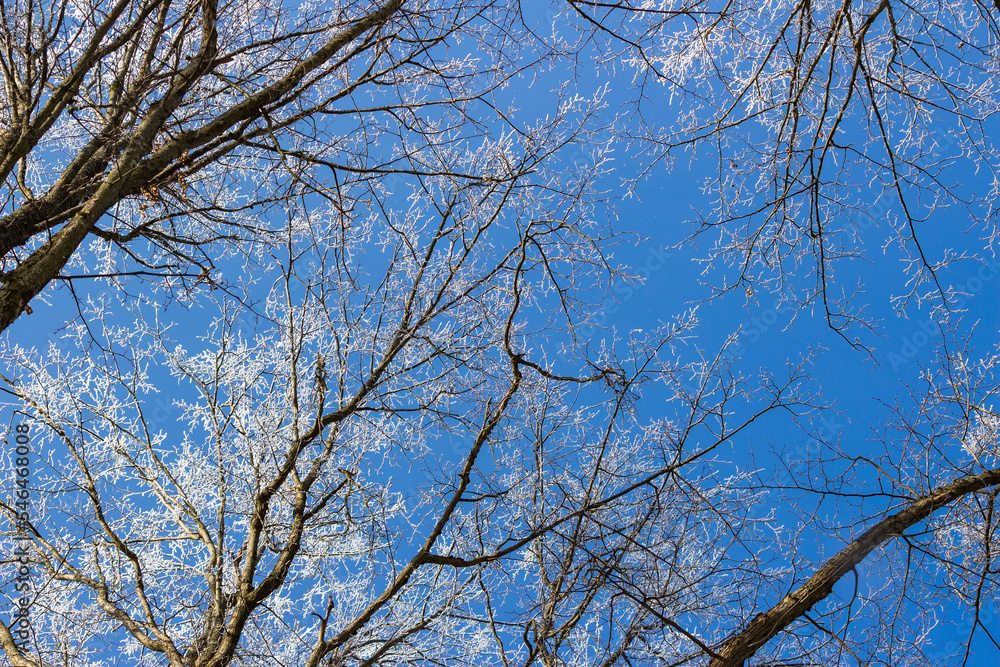 Tree branches in the forest covered with white frost against the blue sky Tree branches in the forest covered with white frost against the blue sky