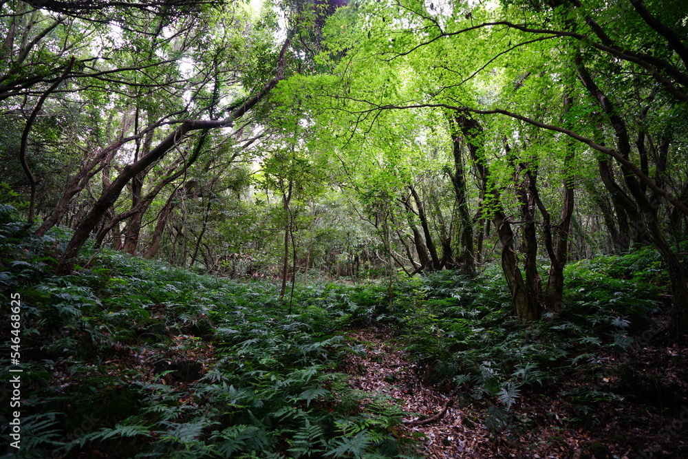thick wild forest with fern and old trees thick wild forest with fern and old trees