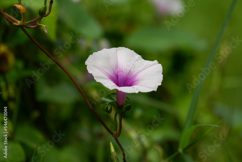 a beautiful blooming morning glory flower is green vegetable.
