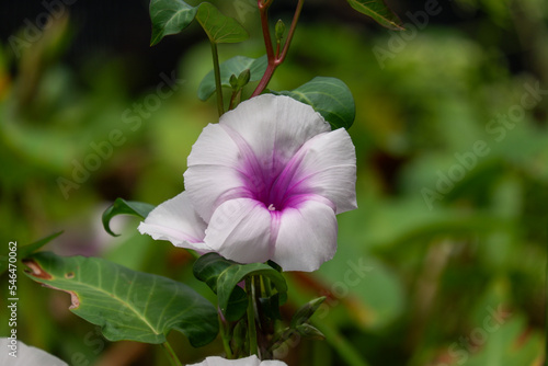 a beautiful blooming morning glory flower is green vegetable.