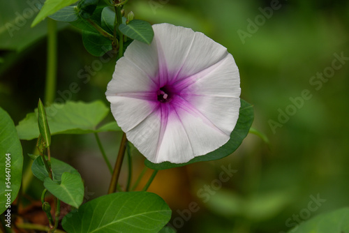a beautiful blooming morning glory flower is green vegetable.