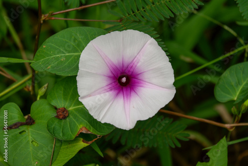 a beautiful blooming morning glory flower is green vegetable.