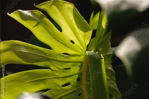 a green foliage leave background