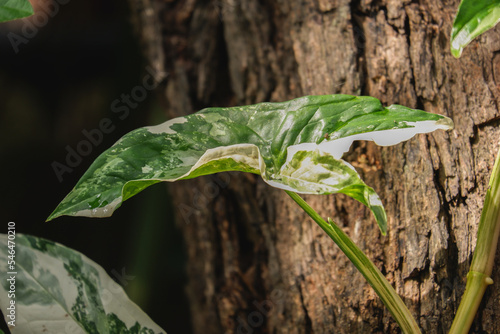 Syngonium albo white variegation indoor plant and foliage plants closeup leaf