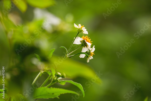 white grass flower