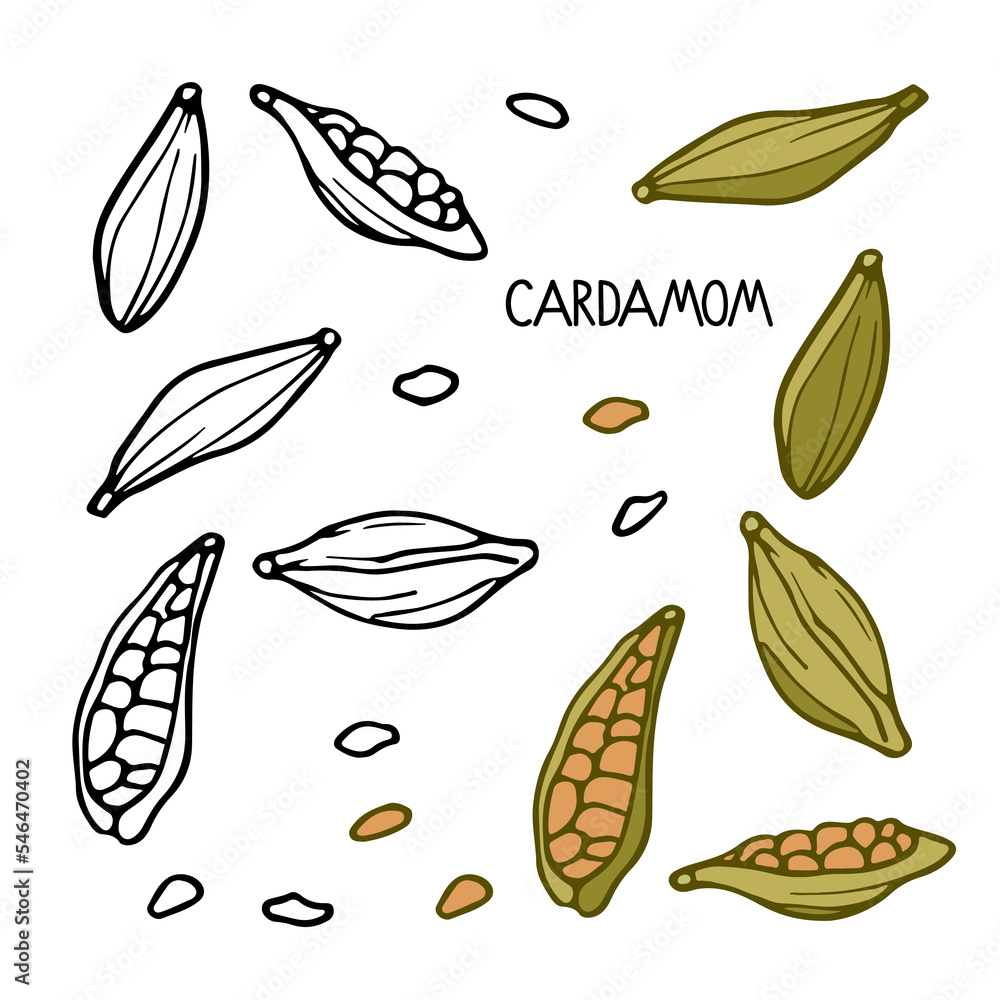 Cardamom set. Hand drawn vector spices. Doodle Outline illustration for spice shop, menu. Organic, fresh cooking, healthy diet ingredient. Organic product sketch on white. Flavor cooking ingredient. Cardamom set. Hand drawn vector spices. Doodle Outline illustration for spice shop, menu. Organic, fresh cooking, healthy diet ingredient. Organic product sketch on white. Flavor cooking ingredient.