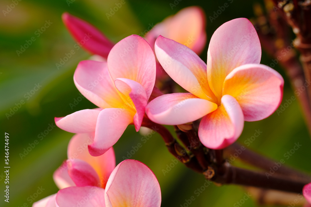 Beautiful Plumeria flower pink and yellow frangipani tropical flower, plumeria flower blooming on tree, selective focus. Beautiful Plumeria flower pink and yellow frangipani tropical flower, plumeria flower blooming on tree, selective focus.