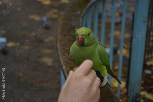 Tourists feeding a wild parakeet in St James park, London