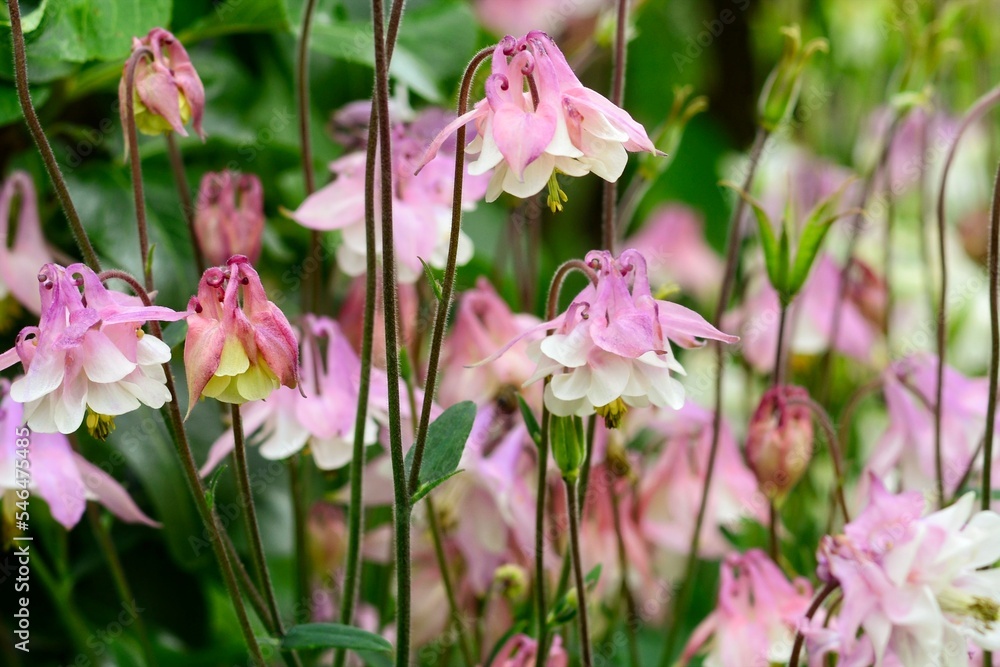 Columbine flower, Aquilegia. Nature flower background, spring leaves with small columbine flowers Columbine flower, Aquilegia. Nature flower background, spring leaves with small columbine flowers