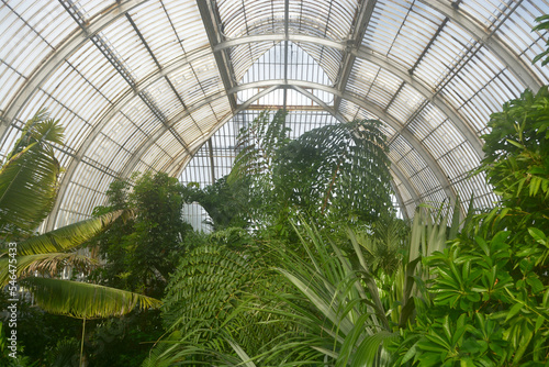 London. United Kingdom. Circa November 2022, Palm garden in a greenhouse in Kew Royal Botanic Gardens. photo