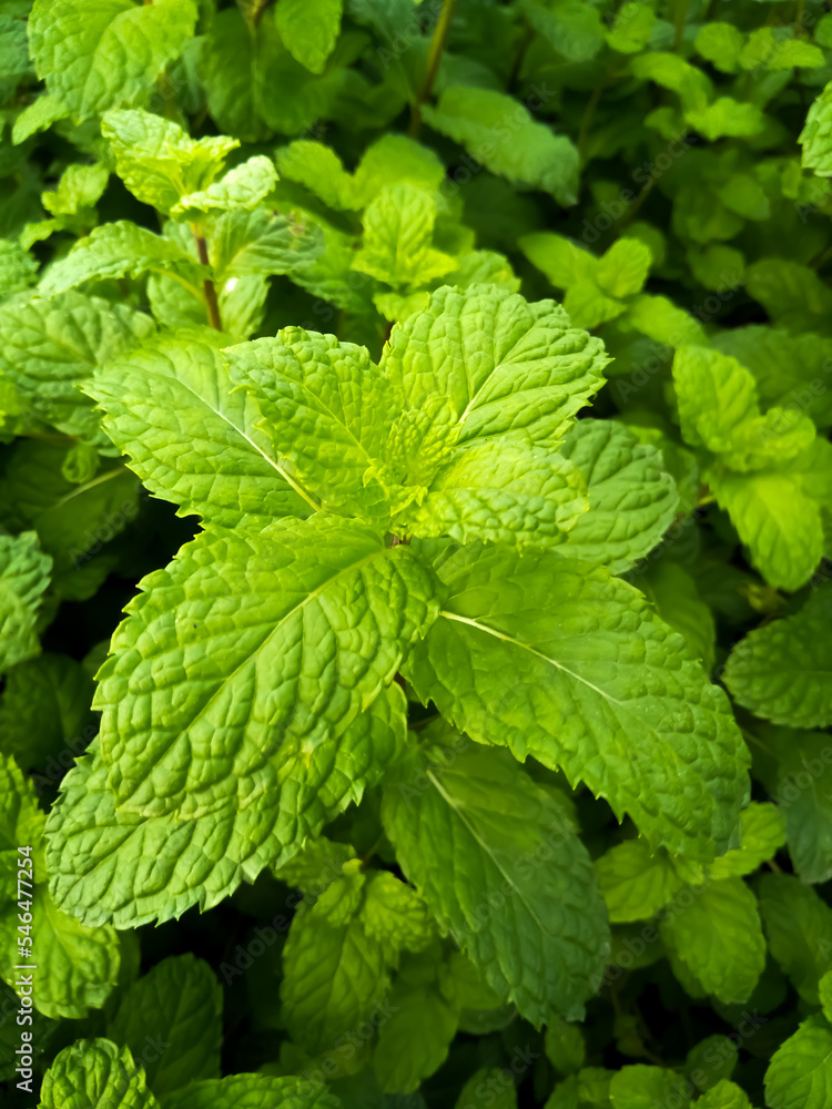 close up of mint leaves close up of mint leaves