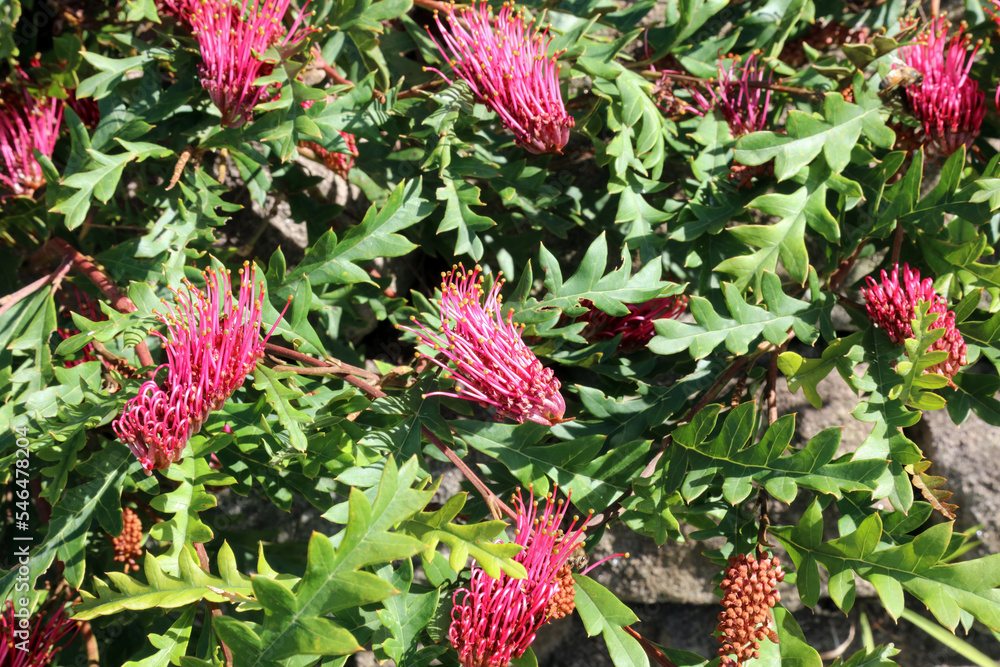 Sunlit small pink Grevillea flowers, Sydney New South Wales Australia
Sunlit small pink Grevillea flowers, Sydney New South Wales Australia
