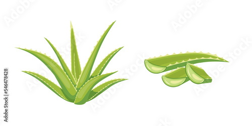 Vector illustration, fresh aloe vera with sliced, isolated on white background, for health and beauty product label.