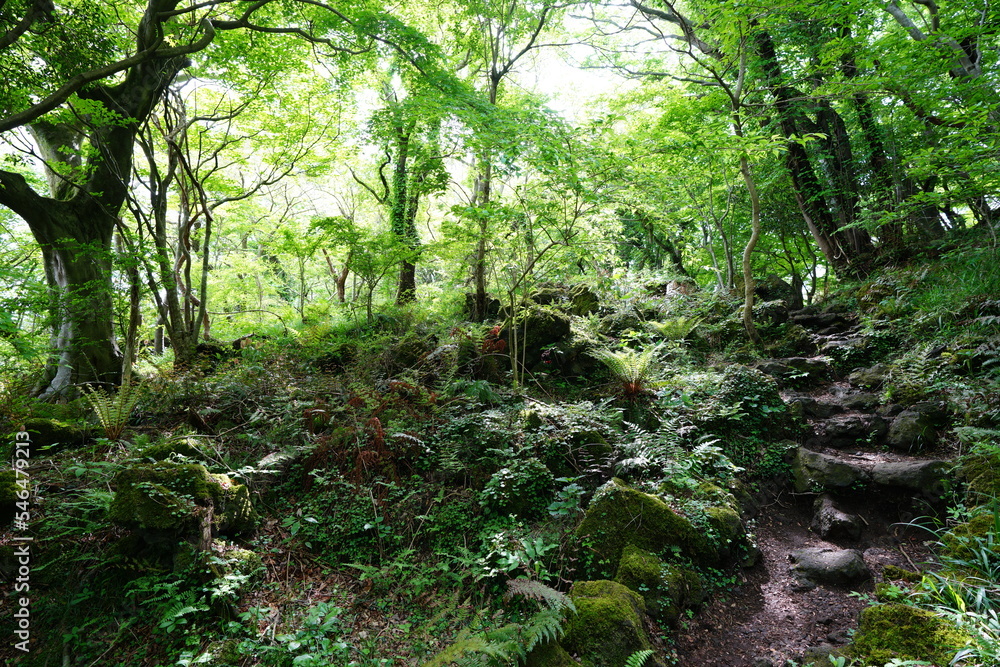 Fototapeta premium spring path through mossy rocks and fern
