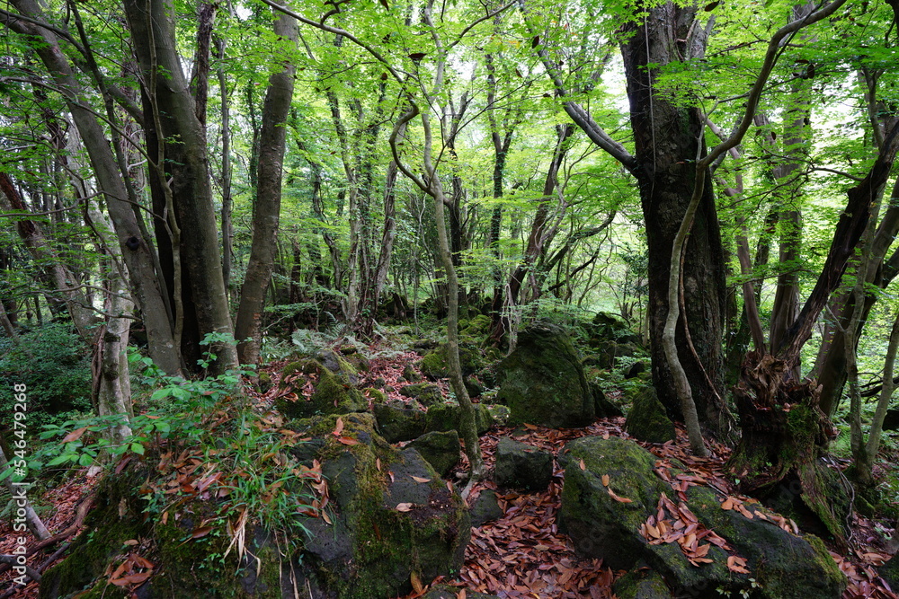 Fototapeta premium dense wild forest with mossy rocks and old trees 
