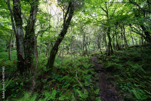 lively spring forest with fresh fern