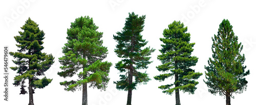 Foto Conifer Trees, collection of green Christmas trees