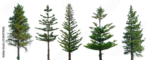 Fotografiet Conifer Trees, collection of green Christmas trees