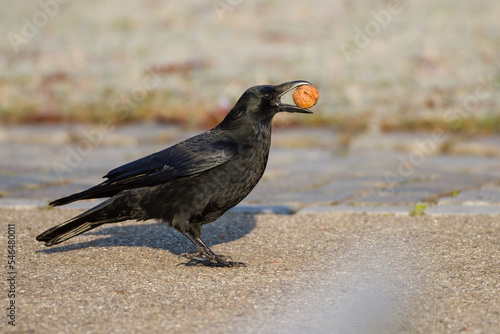 Rabenkrähe (Corvus corone)