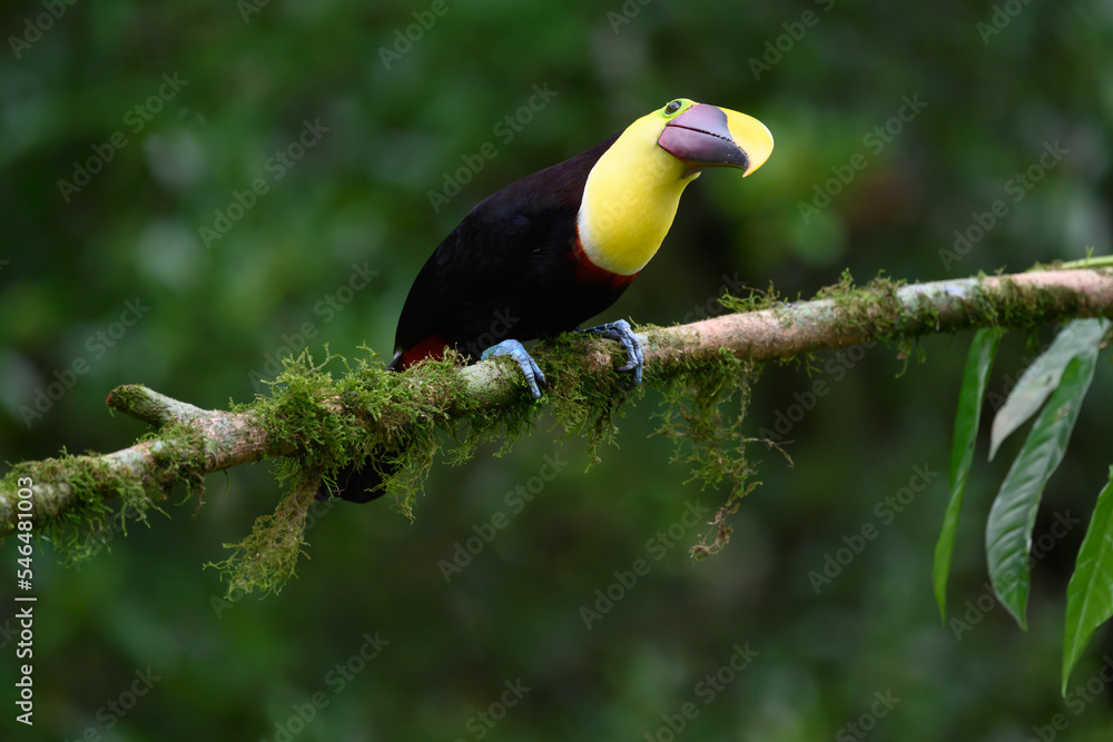 Keel-billed Toucan - Ramphastos sulfuratus, large colorful toucan from Costa Rica forest with very colored beak.